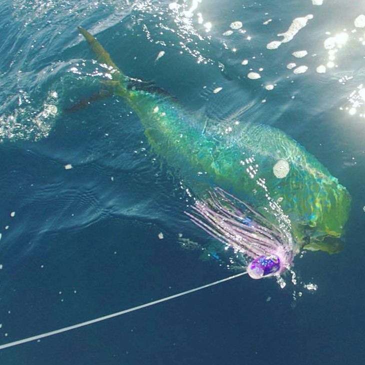 lobo-sportfishing - Lobo Lures #50 Typhoon Trolling Lure - Lobo Lures - Trolling Lures